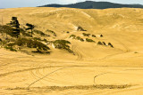 Oregon Coast Sand Dunes