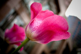 Downtown tulip (Vancouver)