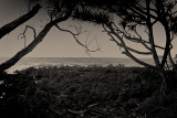 Trees on lava beach, Maui, Hawaii