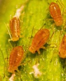 Aphids (Pain in the ......)