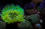 Green sea anemone