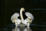 Mute Swan (Cygnus olor)