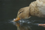 Mallard (Anas platyrhynchos)