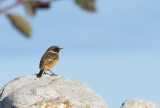 Common Stonechat (Svarthakad buskskvtta)