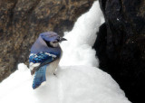 Blue Jay