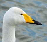 Whooper Swan (Sngsvan)