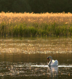 Mute Swan at Sunset