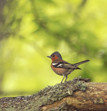 Common Chaffinch (Bofink)