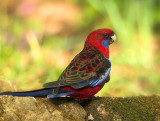 Crimson Rosella, Everglades, Leura