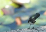 Willie Wagtail, Sydney