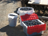 Grapes from our local grower in Saratoga.