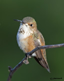 Rufous Hummingbird