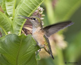 Calliope Hummingbird