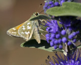 Moth on Caryopteris