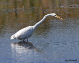 Great White Egret