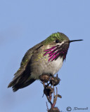 Calliope Hummingbird