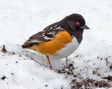 Spotted Towhee