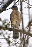 3:30 pm February 10, 2010 Coopers Hawk looking for birds in our backyard, taken through the sun room window.