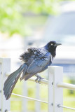 Male Great-tailed Grackle