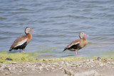 Black-bellied Whistling-Duck