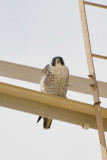 Peregrine Falcon