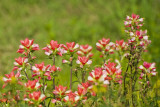 Wildflowers??