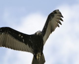 Turkey Vulture - Immature