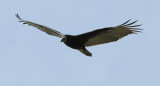 Turkey Vulture - Immature