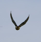Kestrel: Another Rear View
