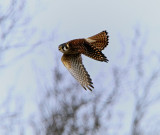 American Kestrel