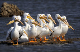 American White Pelican (7 IMAGES)