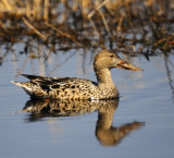 Female Northern Shoveler (3 images)