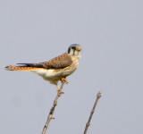 Kestrel in the Wind (4 images)