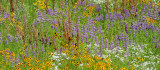 Kansas Prairie Wildflowers (2)