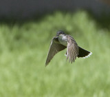 Hovering.. Eastern Kingbird (3)