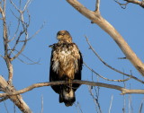 Juvenile Eagle Flight