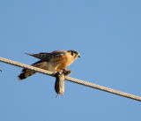 Kestrel & Fieldmouse