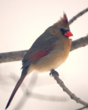 Northern Cardinal Female