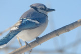 Bluejay