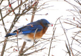 Winter Bluebird (4)