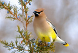 Cedar Waxwing.. (2)