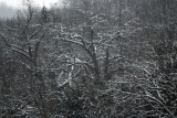 Snow Painted Trees (5)