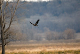 Young Eagle