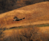 Young Eagle Crusing Hills