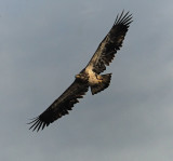 Young Eagle