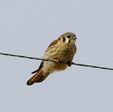 American Kestrel