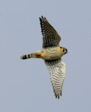 American Kestrel