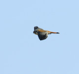 American Kestrel