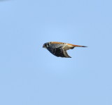 Male American Kestrel