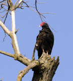 Turkey Vulture